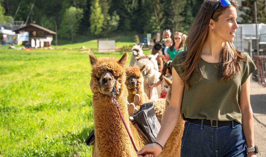 Alpaca's farm