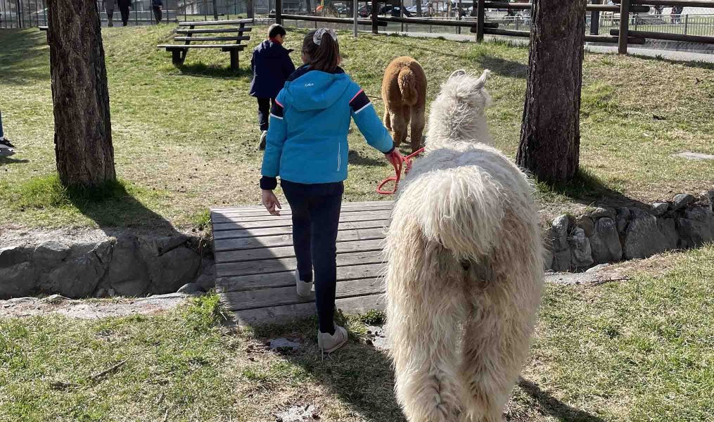 Alpaca's farm